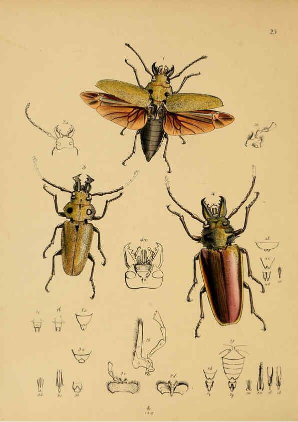 Reproducción/Reproduction 5974282289: The cabinet of oriental entomology London :William Smith, 113 Fleet Street,[1848] 