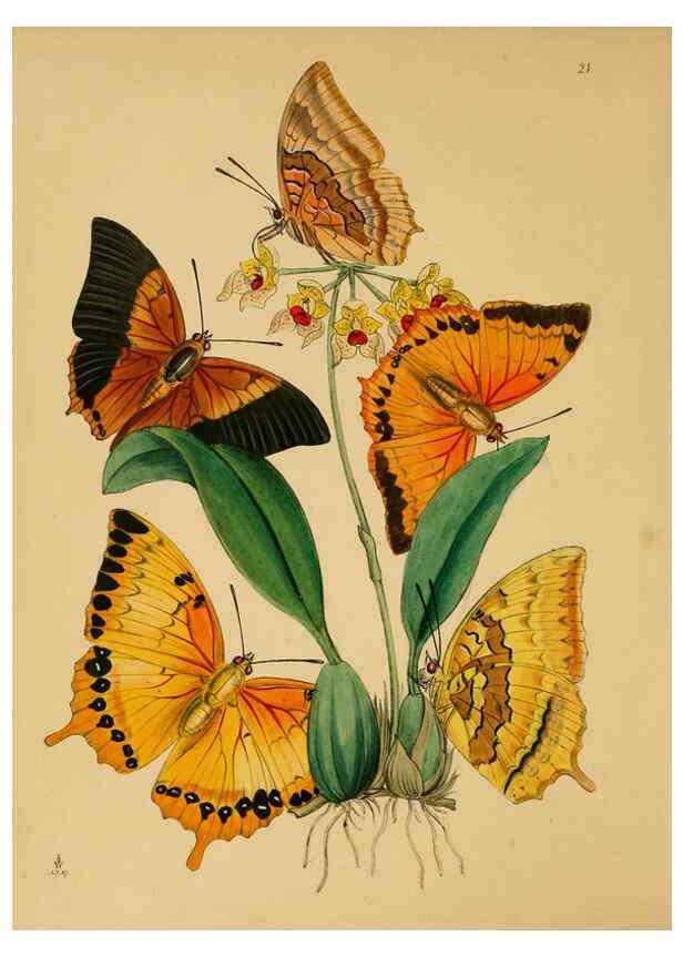 Reproducción/Reproduction 5974843654: The cabinet of oriental entomology London :William Smith, 113 Fleet Street,[1848] 