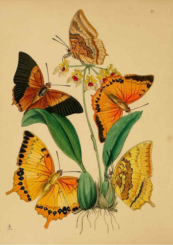 Reproducción/Reproduction 5974843654: The cabinet of oriental entomology London :William Smith, 113 Fleet Street,[1848] 