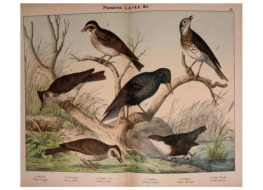 Reproducción/Reproduction 5974949546: Natural history of the animal kingdom for the use of young people Brighton :E. & J.B. Young and Co.,1889