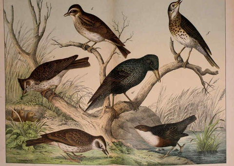 Reproducción/Reproduction 5974949546: Natural history of the animal kingdom for the use of young people Brighton :E. & J.B. Young and Co.,1889