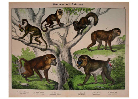 Reproducción/Reproduction 5974927786: Natural history of the animal kingdom for the use of young people Brighton :E. & J.B. Young and Co.,1889