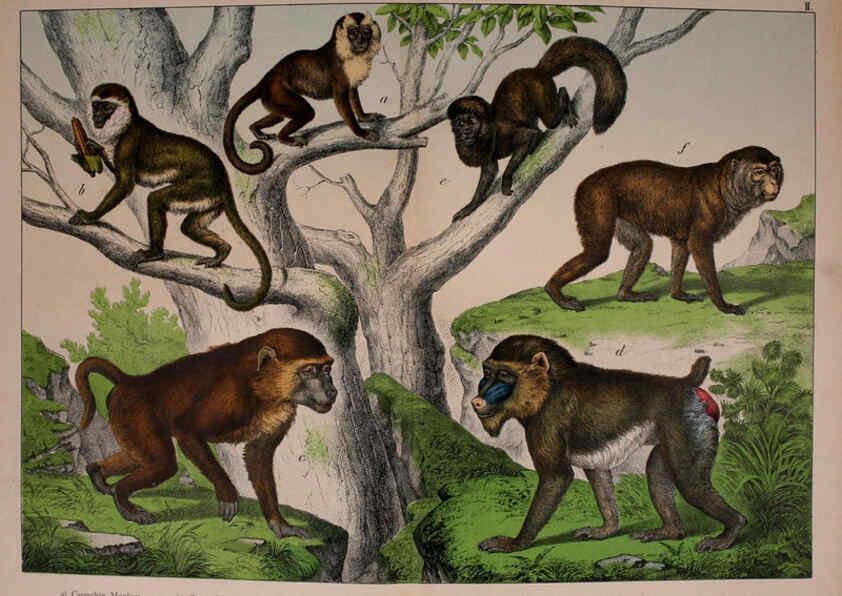Reproducción/Reproduction 5974927786: Natural history of the animal kingdom for the use of young people Brighton :E. & J.B. Young and Co.,1889