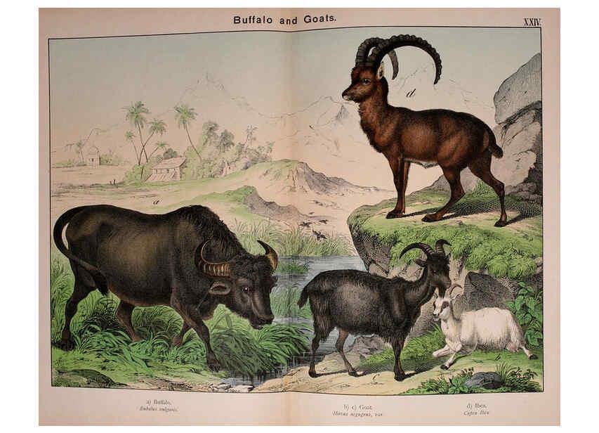 Reproducción/Reproduction 5974935324: Natural history of the animal kingdom for the use of young people Brighton :E. & J.B. Young and Co.,1889