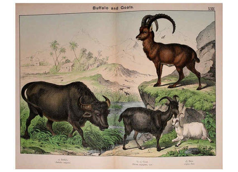 Reproducción/Reproduction 5974935324: Natural history of the animal kingdom for the use of young people Brighton :E. & J.B. Young and Co.,1889