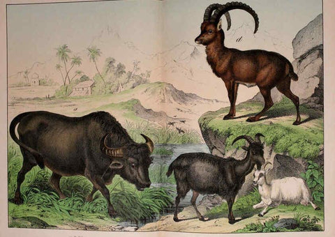 Reproducción/Reproduction 5974935324: Natural history of the animal kingdom for the use of young people Brighton :E. & J.B. Young and Co.,1889