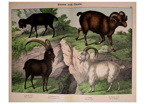 Reproducción/Reproduction 5974935684: Natural history of the animal kingdom for the use of young people Brighton :E. & J.B. Young and Co.,1889