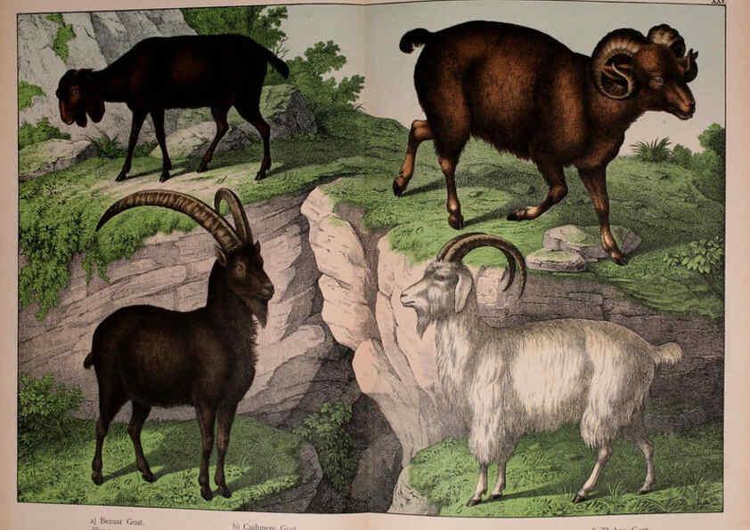 Reproducción/Reproduction 5974935684: Natural history of the animal kingdom for the use of young people Brighton :E. & J.B. Young and Co.,1889