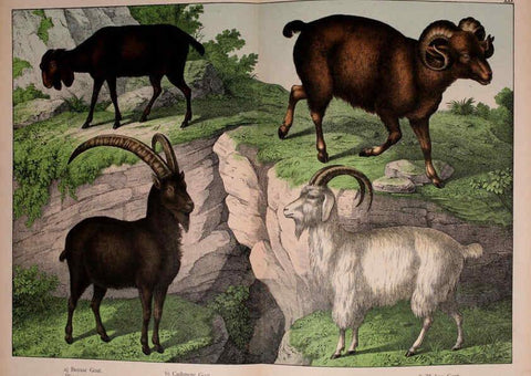Reproducción/Reproduction 5974935684: Natural history of the animal kingdom for the use of young people Brighton :E. & J.B. Young and Co.,1889