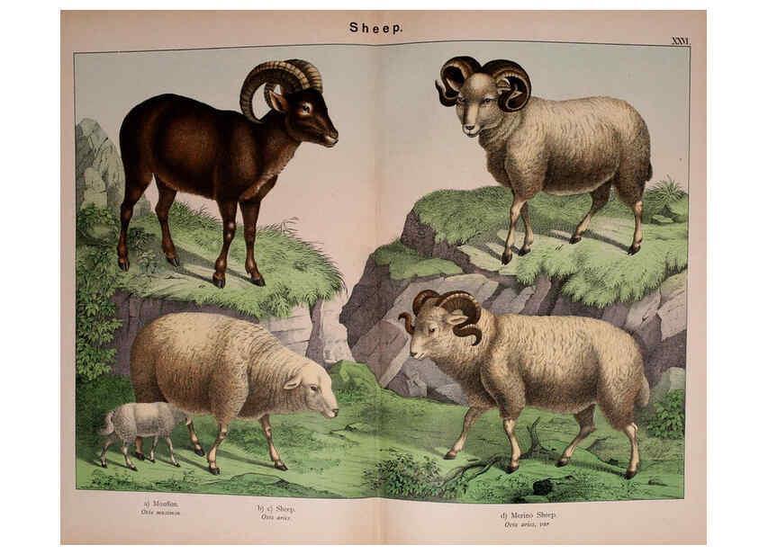 Reproducción/Reproduction 5974375533: Natural history of the animal kingdom for the use of young people Brighton :E. & J.B. Young and Co.,1889