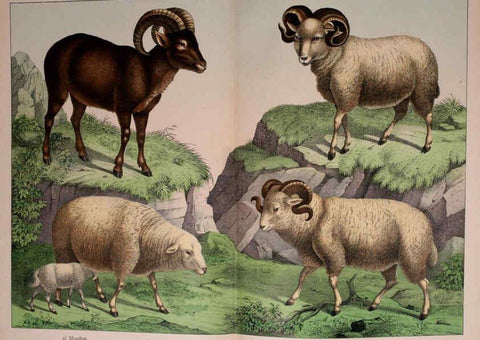 Reproducción/Reproduction 5974375533: Natural history of the animal kingdom for the use of young people Brighton :E. & J.B. Young and Co.,1889