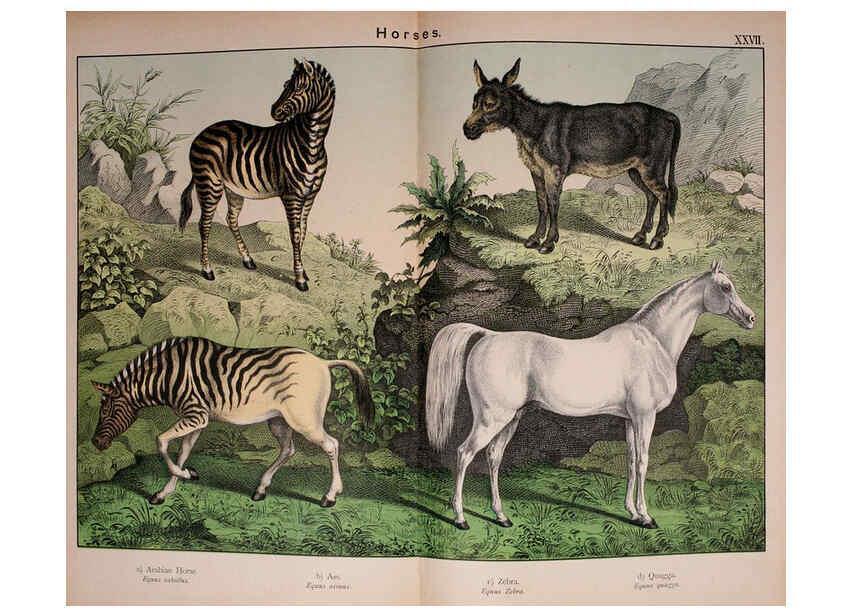 Reproducción/Reproduction 5974936348: Natural history of the animal kingdom for the use of young people Brighton :E. & J.B. Young and Co.,1889