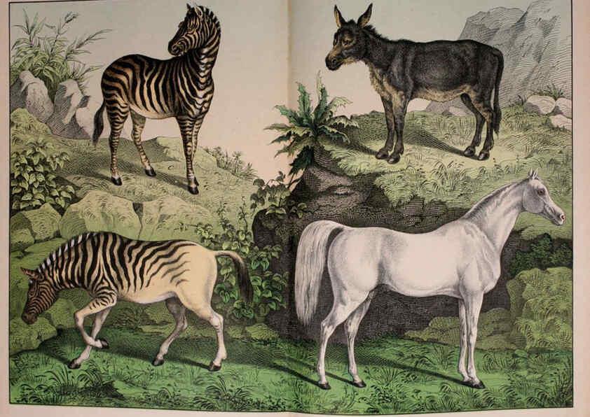 Reproducción/Reproduction 5974936348: Natural history of the animal kingdom for the use of young people Brighton :E. & J.B. Young and Co.,1889