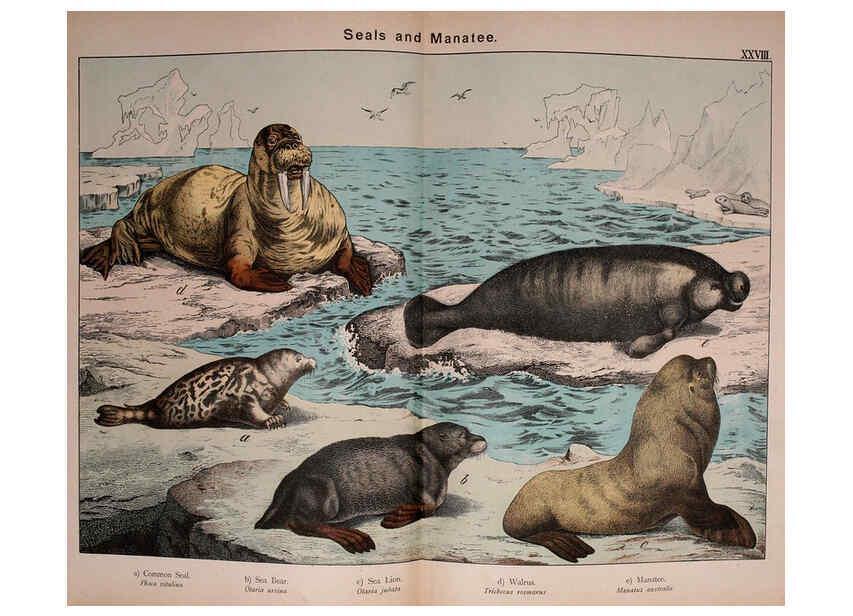 Reproducción/Reproduction 5974384771: Natural history of the animal kingdom for the use of young people Brighton :E. & J.B. Young and Co.,1889