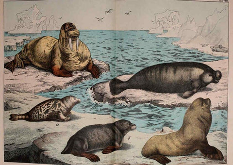 Reproducción/Reproduction 5974384771: Natural history of the animal kingdom for the use of young people Brighton :E. & J.B. Young and Co.,1889
