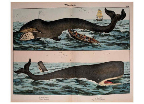 Reproducción/Reproduction 5974945386: Natural history of the animal kingdom for the use of young people Brighton :E. & J.B. Young and Co.,1889