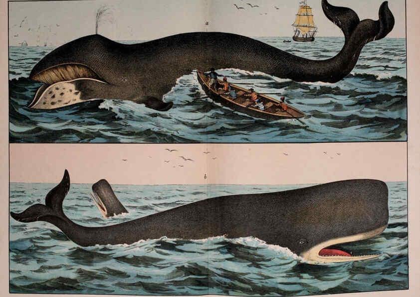 Reproducción/Reproduction 5974945386: Natural history of the animal kingdom for the use of young people Brighton :E. & J.B. Young and Co.,1889
