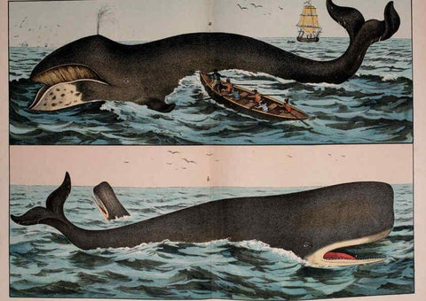 Reproducción/Reproduction 5974945386: Natural history of the animal kingdom for the use of young people Brighton :E. & J.B. Young and Co.,1889