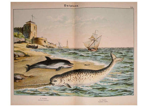 Reproducción/Reproduction 5974385447: Natural history of the animal kingdom for the use of young people Brighton :E. & J.B. Young and Co.,1889