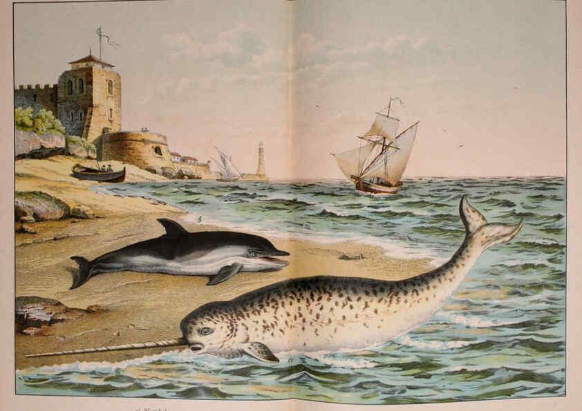 Reproducción/Reproduction 5974385447: Natural history of the animal kingdom for the use of young people Brighton :E. & J.B. Young and Co.,1889