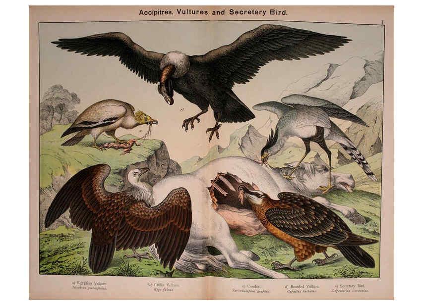 Reproducción/Reproduction 5974385739: Natural history of the animal kingdom for the use of young people Brighton :E. & J.B. Young and Co.,1889