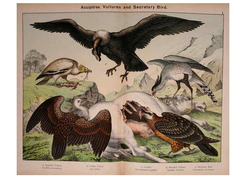 Reproducción/Reproduction 5974385739: Natural history of the animal kingdom for the use of young people Brighton :E. & J.B. Young and Co.,1889