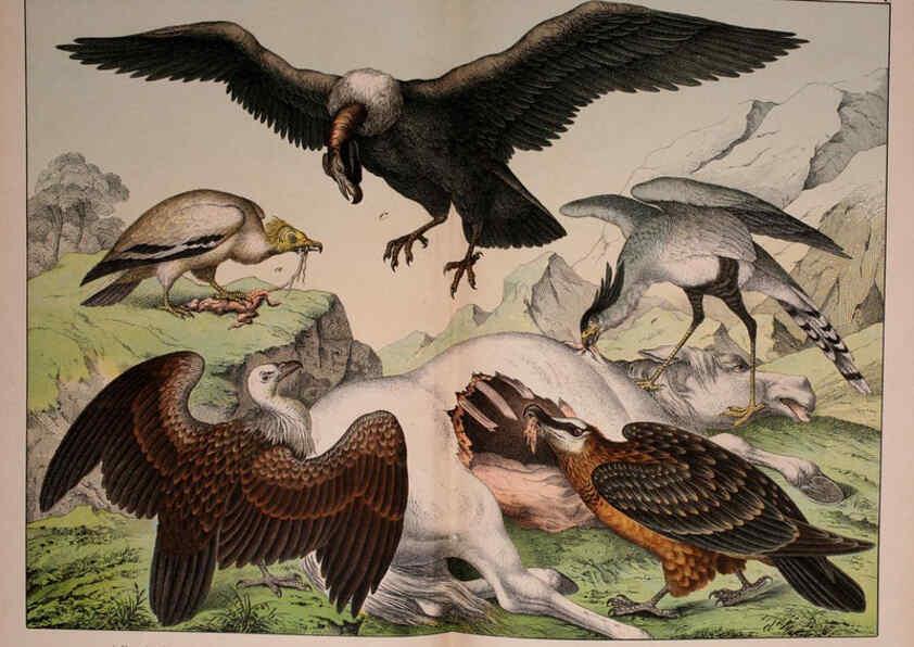 Reproducción/Reproduction 5974385739: Natural history of the animal kingdom for the use of young people Brighton :E. & J.B. Young and Co.,1889