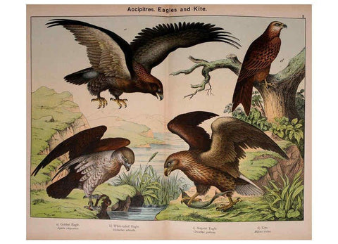 Reproducción/Reproduction 5974946234: Natural history of the animal kingdom for the use of young people Brighton :E. & J.B. Young and Co.,1889