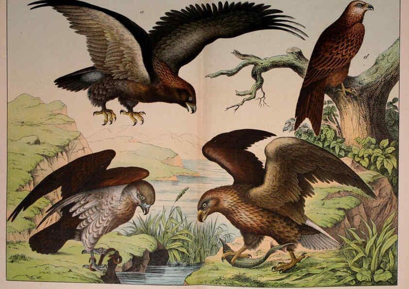 Reproducción/Reproduction 5974946234: Natural history of the animal kingdom for the use of young people Brighton :E. & J.B. Young and Co.,1889