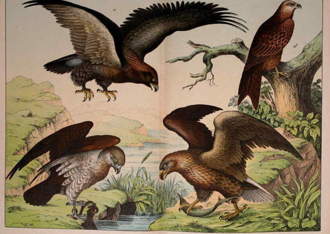 Reproducción/Reproduction 5974946234: Natural history of the animal kingdom for the use of young people Brighton :E. & J.B. Young and Co.,1889