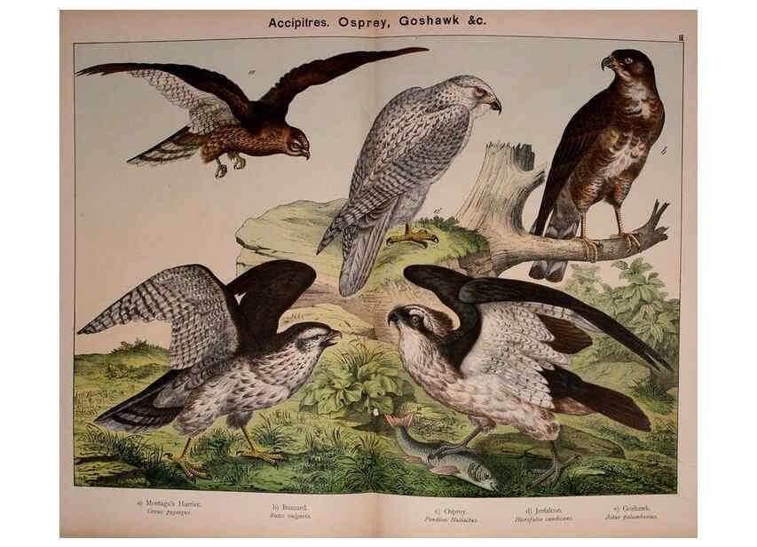 Reproducción/Reproduction 5974946508: Natural history of the animal kingdom for the use of young people Brighton :E. & J.B. Young and Co.,1889