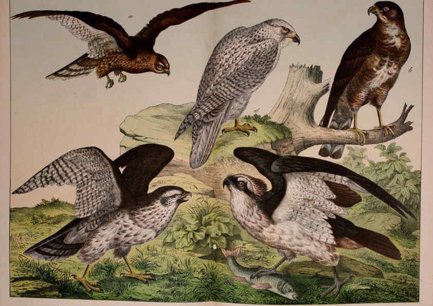 Reproducción/Reproduction 5974946508: Natural history of the animal kingdom for the use of young people Brighton :E. & J.B. Young and Co.,1889