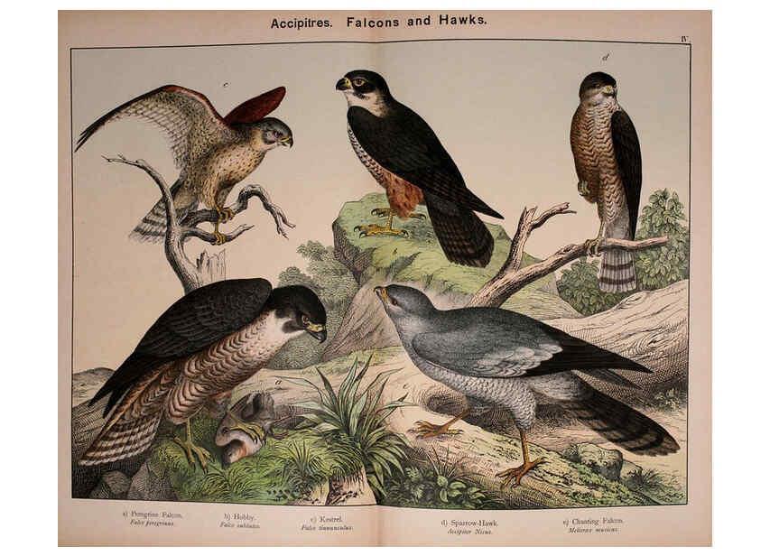 Reproducción/Reproduction 5974386523: Natural history of the animal kingdom for the use of young people Brighton :E. & J.B. Young and Co.,1889