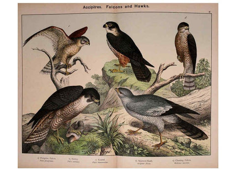Reproducción/Reproduction 5974386523: Natural history of the animal kingdom for the use of young people Brighton :E. & J.B. Young and Co.,1889