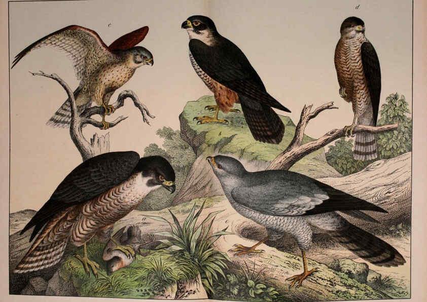 Reproducción/Reproduction 5974386523: Natural history of the animal kingdom for the use of young people Brighton :E. & J.B. Young and Co.,1889