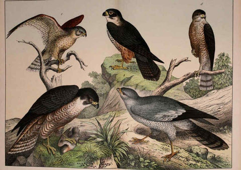 Reproducción/Reproduction 5974386523: Natural history of the animal kingdom for the use of young people Brighton :E. & J.B. Young and Co.,1889