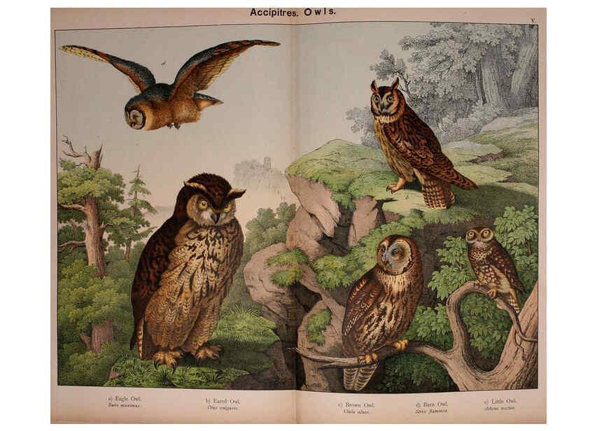 Reproducción/Reproduction 5974947146: Natural history of the animal kingdom for the use of young people Brighton :E. & J.B. Young and Co.,1889