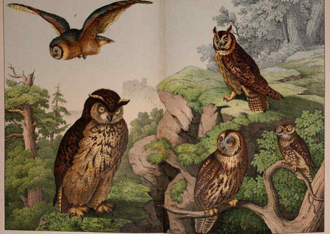 Reproducción/Reproduction 5974947146: Natural history of the animal kingdom for the use of young people Brighton :E. & J.B. Young and Co.,1889