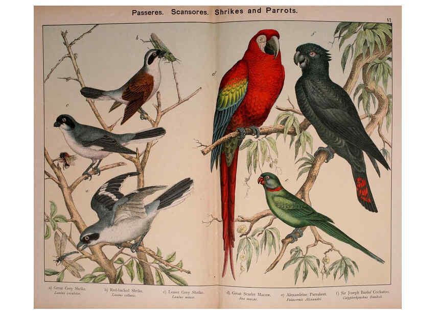 Reproducción/Reproduction 5974387133: Natural history of the animal kingdom for the use of young people Brighton :E. & J.B. Young and Co.,1889