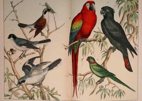 Reproducción/Reproduction 5974387133: Natural history of the animal kingdom for the use of young people Brighton :E. & J.B. Young and Co.,1889
