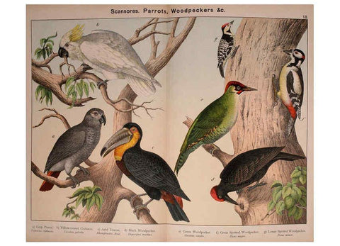 Reproducción/Reproduction 5974387419: Natural history of the animal kingdom for the use of young people Brighton :E. & J.B. Young and Co.,1889