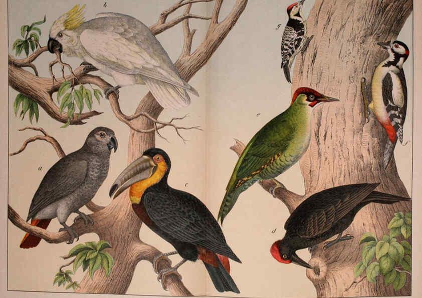 Reproducción/Reproduction 5974387419: Natural history of the animal kingdom for the use of young people Brighton :E. & J.B. Young and Co.,1889
