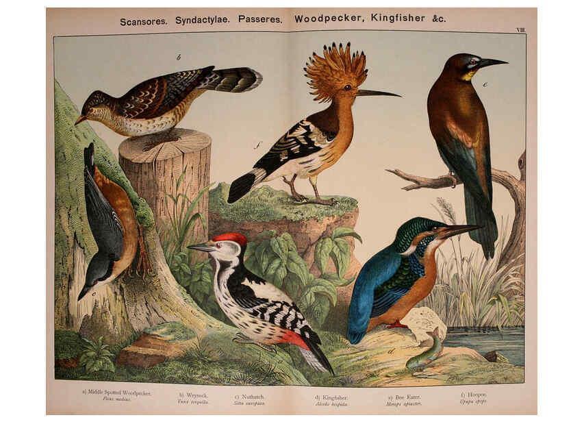 Reproducción/Reproduction 5974387685: Natural history of the animal kingdom for the use of young people Brighton :E. & J.B. Young and Co.,1889