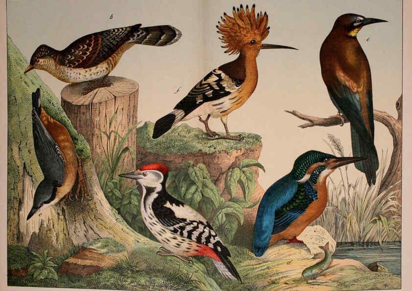 Reproducción/Reproduction 5974387685: Natural history of the animal kingdom for the use of young people Brighton :E. & J.B. Young and Co.,1889