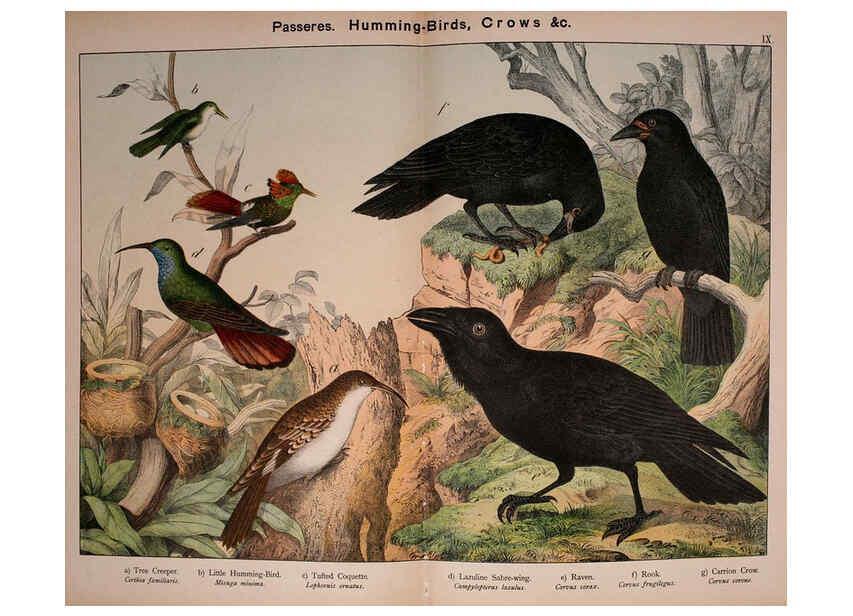 Reproducción/Reproduction 5974388055: Natural history of the animal kingdom for the use of young people Brighton :E. & J.B. Young and Co.,1889