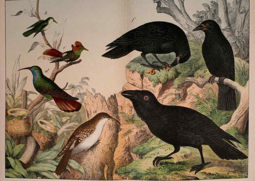 Reproducción/Reproduction 5974388055: Natural history of the animal kingdom for the use of young people Brighton :E. & J.B. Young and Co.,1889