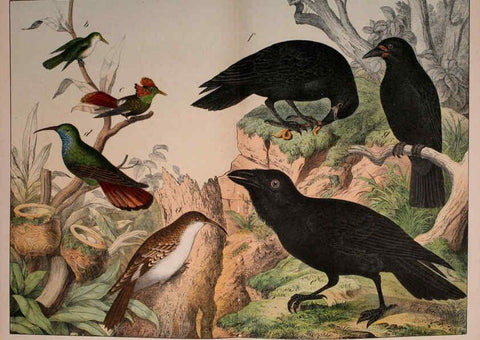 Reproducción/Reproduction 5974388055: Natural history of the animal kingdom for the use of young people Brighton :E. & J.B. Young and Co.,1889