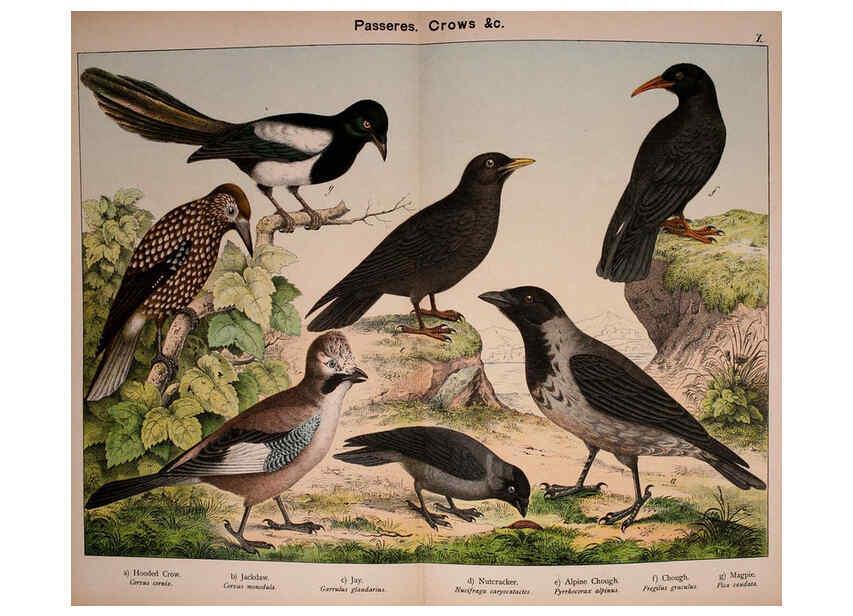 Reproducción/Reproduction 5974388437: Natural history of the animal kingdom for the use of young people Brighton :E. & J.B. Young and Co.,1889