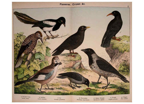Reproducción/Reproduction 5974388437: Natural history of the animal kingdom for the use of young people Brighton :E. & J.B. Young and Co.,1889