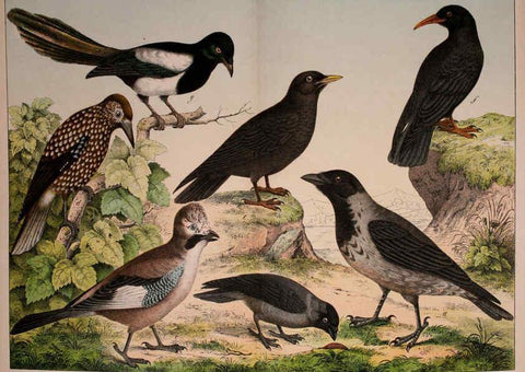 Reproducción/Reproduction 5974388437: Natural history of the animal kingdom for the use of young people Brighton :E. & J.B. Young and Co.,1889